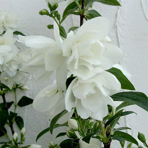 Ԗ ؂̕c/oCJEcMi~ԃEcMjFXm[x6|bg