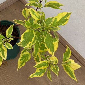 Ԗ ؂̕c/TS~YLiRkXAojFS[`eB6|bg