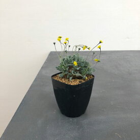 観葉植物/オトンナ：カカリオイデス 2.5号鉢植え*