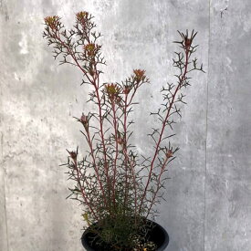 花木 庭木の苗/[ザ・ファームセレクト]イソポゴン フォルモサス：ローズコーン　5号鉢植え