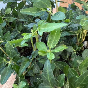 Ԃ̕c/wfiACr[jFn[3|bg