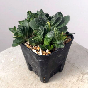 ϗtA/[IZ[]KXeAFqсiR_JjVLj 2.5