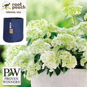 Ԗ ؂̕c/OWAiAWTCjFVf[j3.5|bgE[c|[`tilCr[2Kj