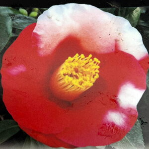 �Ԗ� ��؂̕c/�c�o�L�i�ցj�F���c�̏t�i�^�J�_�m�n���j4.5���|�b�g