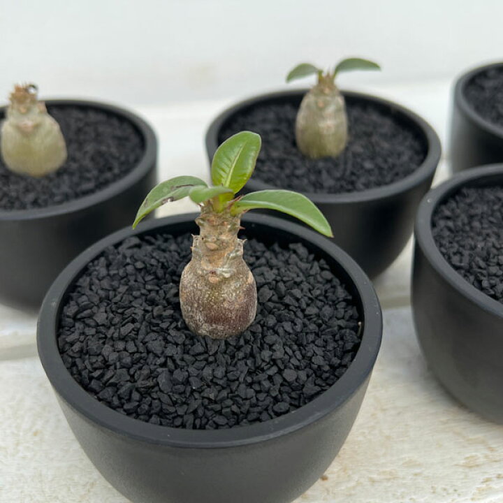 楽天市場】観葉植物/[ザ・ファームセレクト]パキポディウム：Mana 