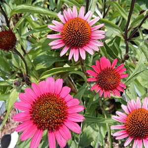 Ԃ̕c/GLiZAFJSXeBbg3.5|bg