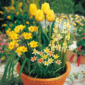 /ZbgF̂܂ܐA@񂹐A͔|ZbguCG[v24