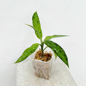 観葉植物/アグラオネマ：ピクタム　アチェナローフォーム　3.5号ポット