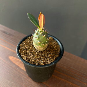 ϗtA/[tHrAFpL|fBICfX 2.5A