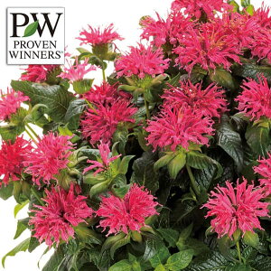 Ԃ̕c/i_FtH[O@[Y11cm|bg