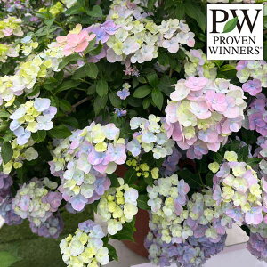 Ԗ ؂̕c/OWAiAWTCjFI[W3.5|bg