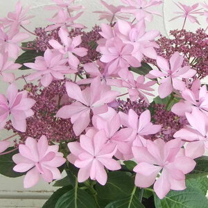 Ԗ ؂̕c/AWTCF_Xp[eB[isNj3.5|bg