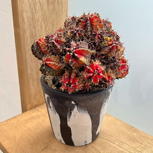 ϗtA/T{eFMmJLE@nCubh@524-09