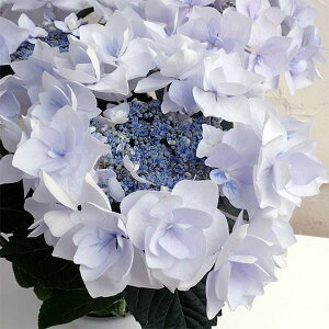 Ԗ ؂̕c/AWTCF m[uiu[j3.5|bg