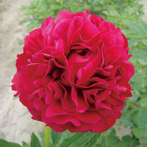 Ԃ̕c/VNNi䉖jFL 4|bg