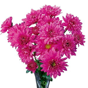 Ԃ̕c/LNF炫_AesN3|bg