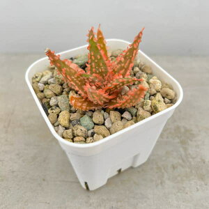 ϗtA/AGFJXeBjAG nCubg 324-03