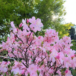 �Ԗ� ��؂̕c/�c�c�W�F�N���t�l�c�c�W �H�߁i�n�S�����j4���|�b�g