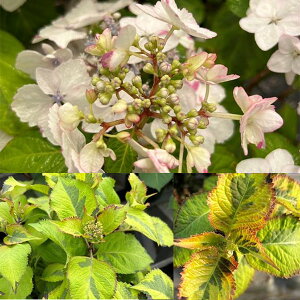 Ԗ ؂̕c/AWTCFCJiAWAr[eBj3|bg