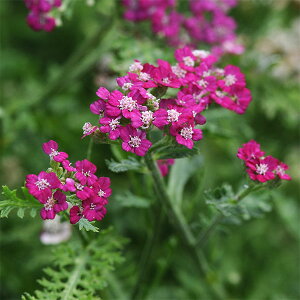 Ԃ̕c/i킯jALAimmRM\EjFj[re[WoCIbg3.5|bg