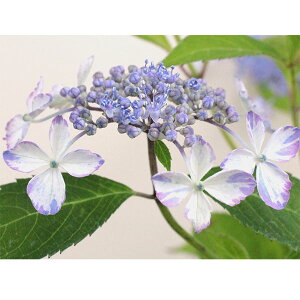 Ԗ ؂̕c/}AWTCFCE`jVLiсj3|bg