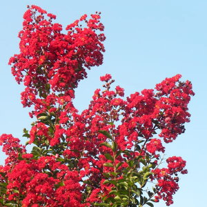 Ԗ ؂̕c/TXxiSgjFbhPbg3.5|bg