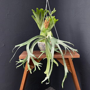 ϗtA/[]i킯jrJNV_iREjFEBL[CG[[iX|Aj7݂蔫23-01