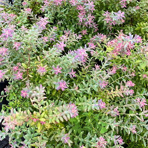 ʎ̕c/u[x[F[UXubV3|bg