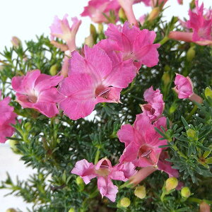 Ԃ̕c/FALRfB[pbg3|bg