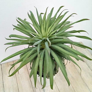 ϗtA/i킯jbJFfXeBA[i RpN^ 5A