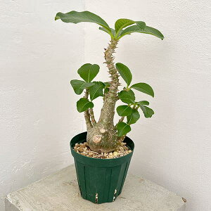 ϗtA/i킯jpL|fBEFEB][ij 4A23-02