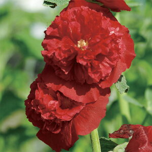 Ԃ̕c/AZAi^`AICjF`^[Y XJ[bg3|bg