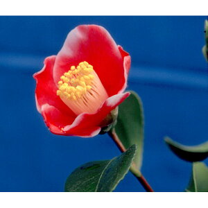 Ԗ ؂̕c/ցicoLjFʔVY(܂̂)3.5|bg