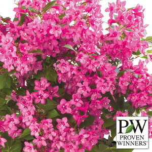 Ԗ ؂̕c/CQF_[NsN3.5|bg