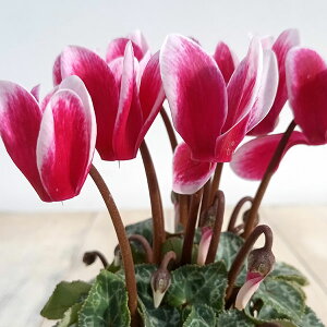 Ԃ̕c/VNF~j@X[p[xmtWCbh2|bg