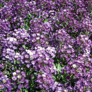 Ԃ̕c/XC[gAbTFNANX^ p[vVF[h3.5|bg