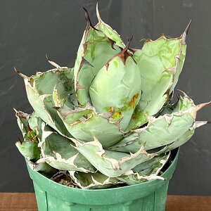 ϗtA/[IZ[]i킯jAKxF`^m^ ubNAhu[ ZNg 4A23-04