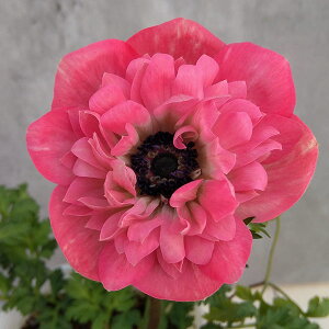 Ԃ̕c/Ally-KIWAMI-zF|g_u sN3.5O|bg