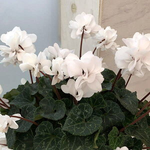 VNid炫jFECNzCgn[g5A