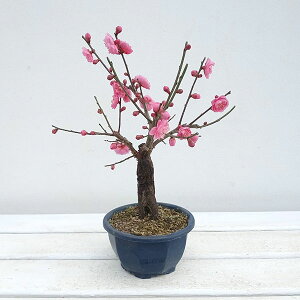 Ԗ ؂̕c/niEiԔ~jFPiIgqj~͎d4A