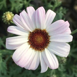 Ԃ̕c/rW[}FsNp[3-3.5|bg