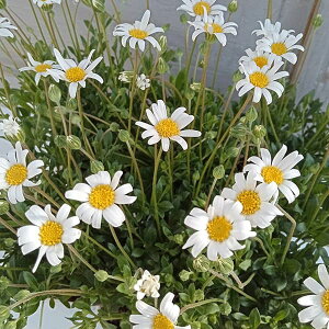 ���Ԃ̕c/�u���[�f�[�W�[�i�t�F���V�A�j�F�׃��V�A �z���C�g3.5���|�b�g