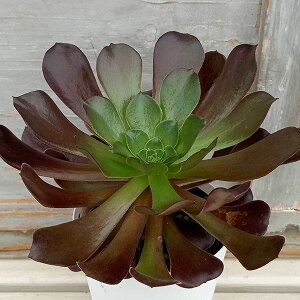 ϗtA/AGIjEFJV~AoCIbg3.5|bg