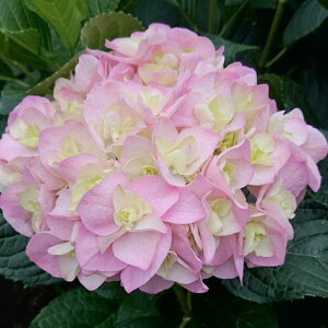 Ԗ ؂̕c/AWTCFicoTj3|bg