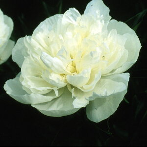 Ԃ̕c/VNNi䉖jF_b`FXhl[iMŽj6A