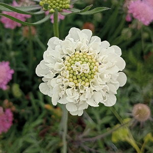 Ԃ̕c/XJrITFINEJ3.5|bg 6Zbg