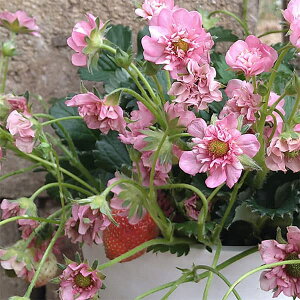 ؂̕c/C`SFL[sbghbv(co^o蒆)3|bg