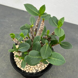 ϗtA/AfjEFArJ@X^[@5A25-03