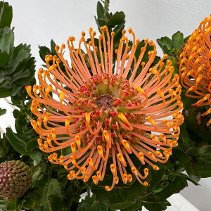 Ԗ ؂̕c/[RXy}FJ[joR[Xg@724-06