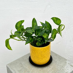 ϗtA/|gXFO[oO[3@~r픫CG[EMt